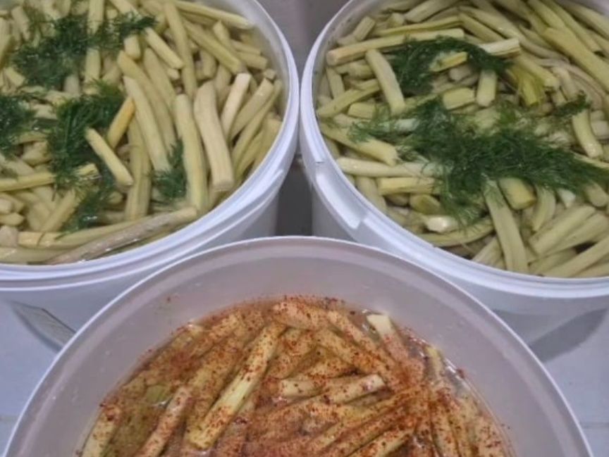 Enginar Sapı Turşusu 250 gr